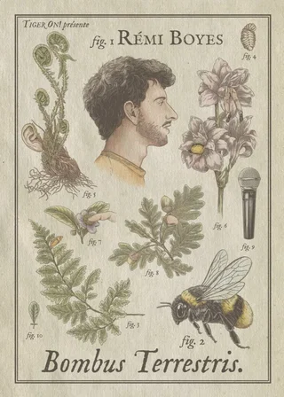 Affiche de Rémi Boyes - Bombus Terrestris